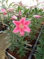 [5141 Ofuna 16 ST No02.JPG]